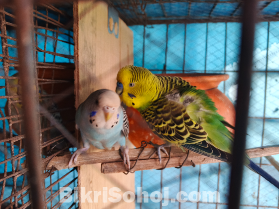 বাজরিগা পাখি